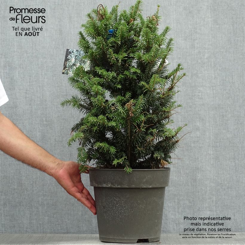 Abies alba Pyramidalis - Dwarf White Fir 3L/4L potShipped height around 40/50cm sample as delivered in summer
