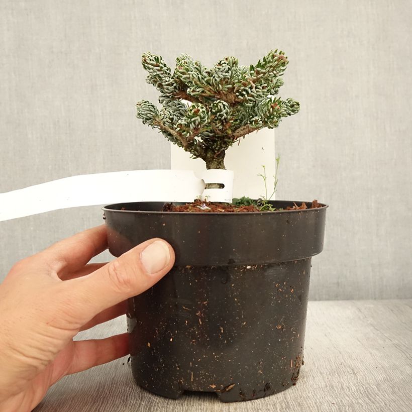 Abies koreana Kohouts Icebreaker - Korean Fir 2L/3L pot sample as delivered in autumn