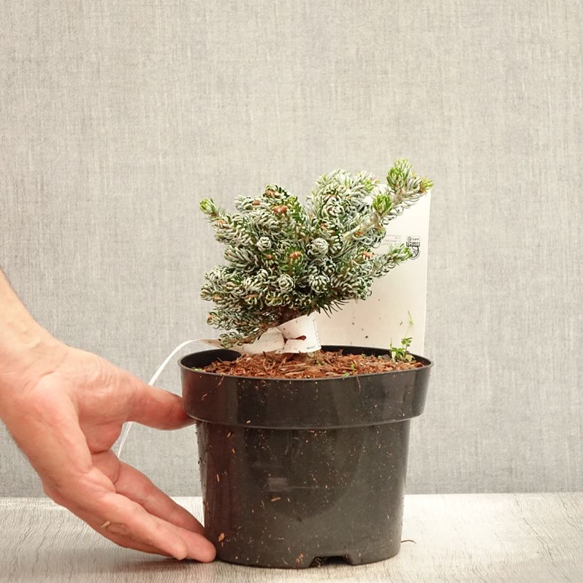 Abies koreana Kohouts Icebreaker - Korean Fir 2L/3L potShipped height around 20/+cm sample as delivered in summer