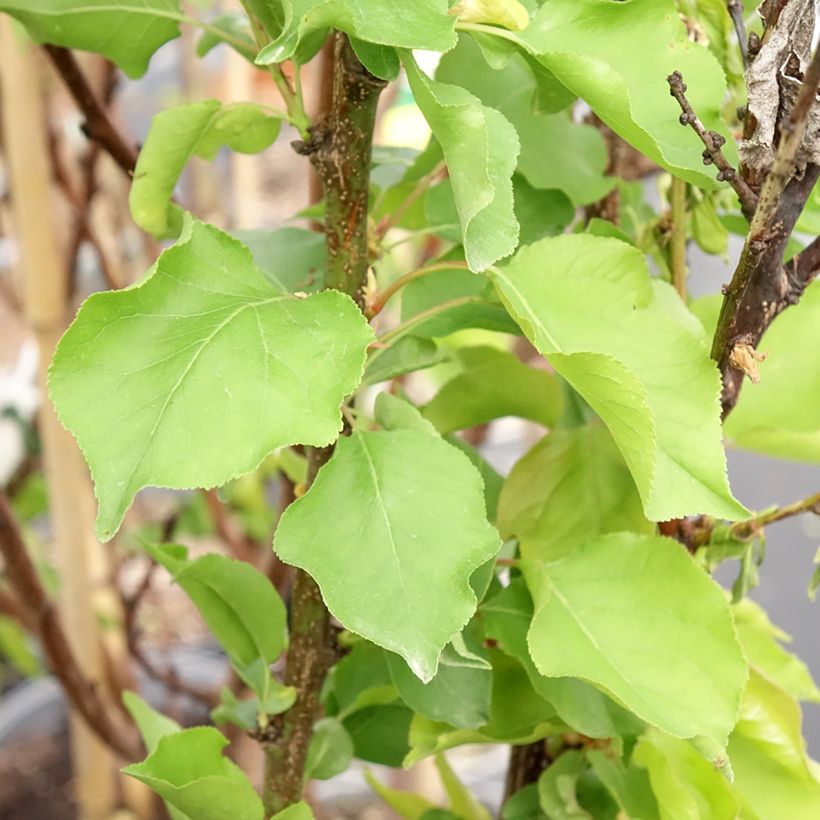 Prunus armeniaca Canino Apricot Tree - Prunus armeniaca (Foliage)
