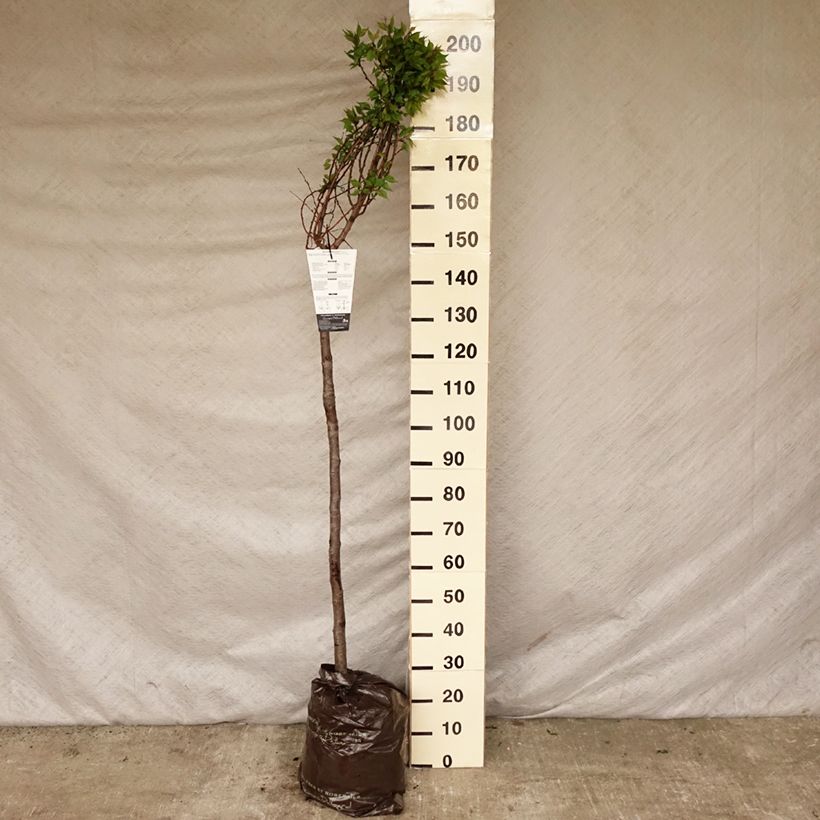 Prunus armeniaca Doucoeur - Apricot Tree Ready-to-plant root ball, Half standardShipped height around 100/+cm sample as delivered in spring