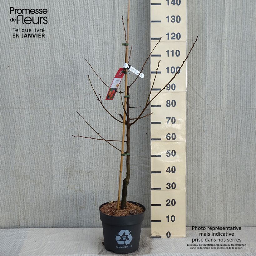 Abricotier Goldrich - Gobelet en pot de 7,5L ou 10L sample as delivered in winter