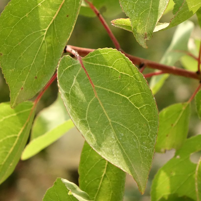 Prunus armeniaca Goldrich - Apricot Tree (Foliage)