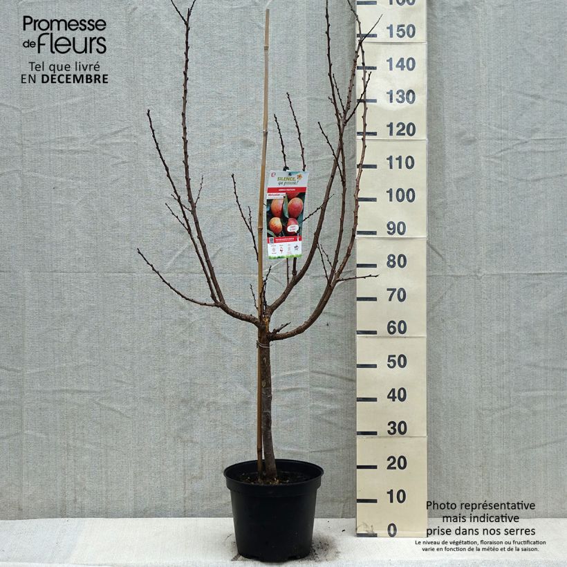 Prunus armeniaca Luizet - Apricot Tree sample as delivered in winter