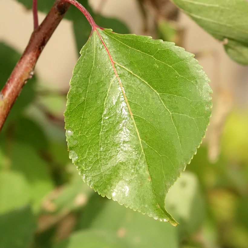 Prunus armeniaca Luizet - Apricot Tree (Foliage)