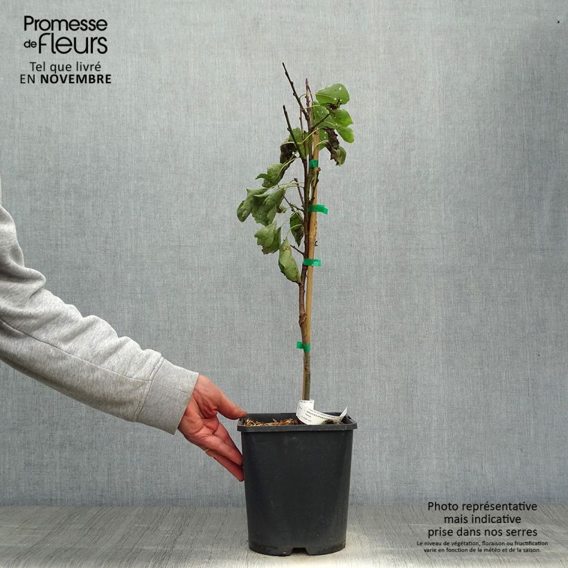 Abricotier nain Fruit Me Apricot Me Pending - en pot de 4L/5L sample as delivered in autumn