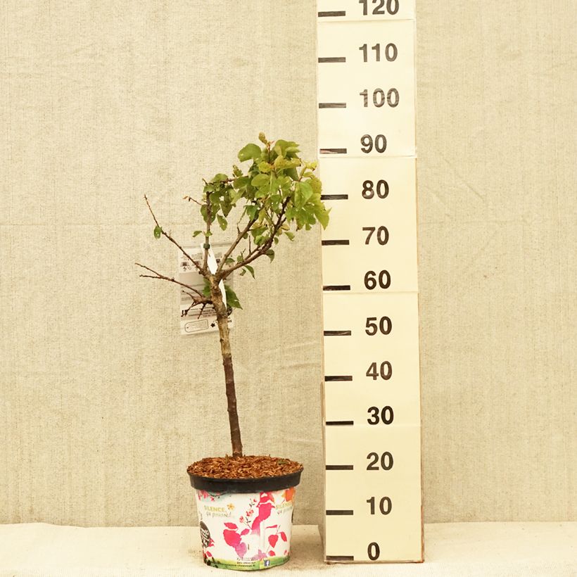Prunus armeniaca Garden Aprigold - Apricot Tree 6L/7L pot, DwarfShipped height around 60cm sample as delivered in spring
