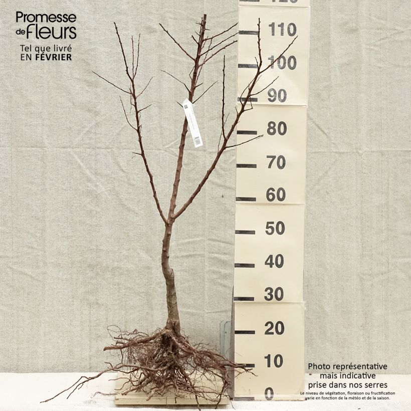 Prunus armeniaca Polonais - Organic Apricot Tree sample as delivered in winter