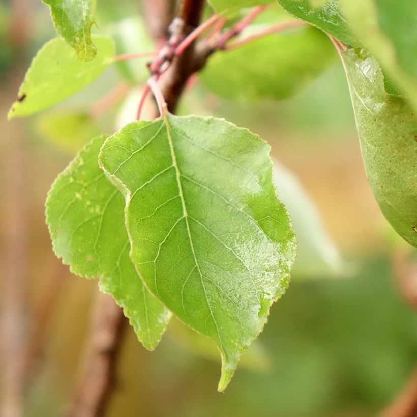 Prunus armeniaca Polonais - Apricot Tree (Foliage)