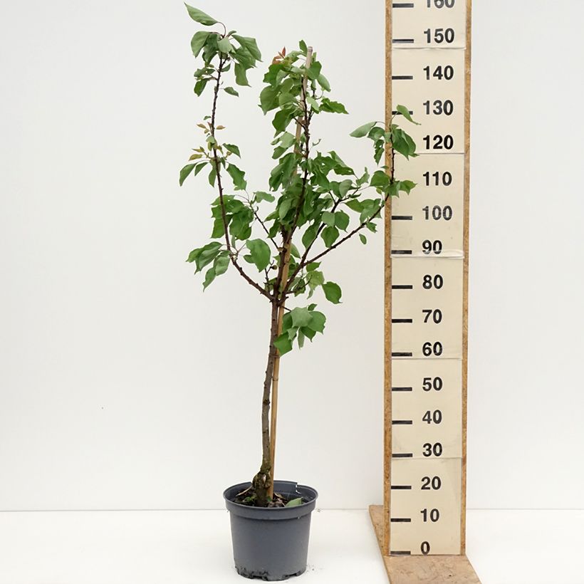 Prunus armeniaca Early Saumur - Apricot Tree 7.5L/10L pot, GobletShipped height around 140/160cm sample as delivered in spring