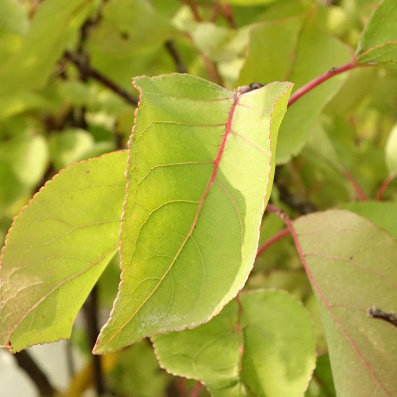 Prunus armeniaca Bulida Apricot Tree - Prunus armeniaca (Foliage)