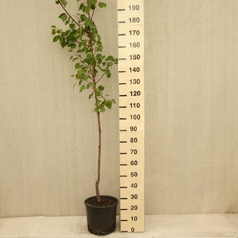 Prunus armeniaca Harcot - Apricot Tree 7.5L/10L pot, GobletShipped height around 125/150cm sample as delivered in summer