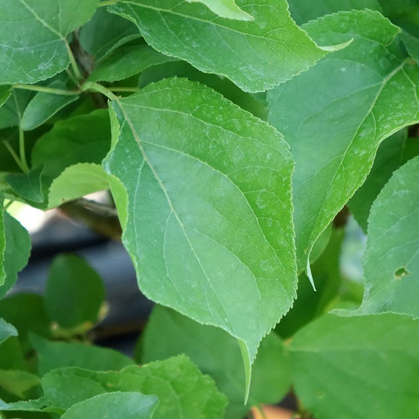 Prunus armeniaca Nanum - Apricot Tree (Foliage)