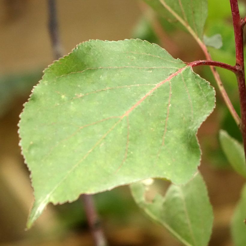 Prunus armeniaca Peche de Nancy - Apricot Tree (Foliage)