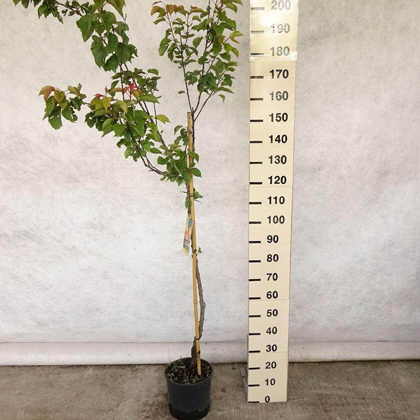 Prunus armeniaca Peche de Nancy - Apricot Tree 7.5L/10L pot, Half standard sample as delivered in summer