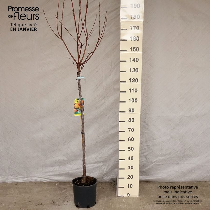 Abricotier - Prunus armeniaca Peche Nancy Demi-tige en pot de 7,5l/10l sample as delivered in winter