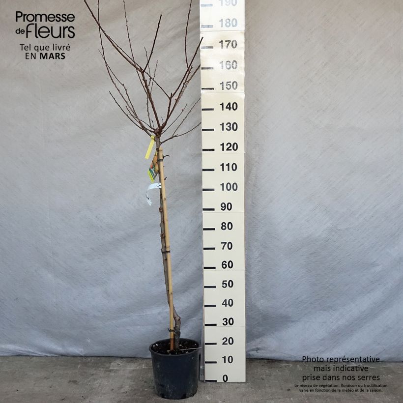 Prunus armeniaca Peche de Nancy - Apricot Tree sample as delivered in spring