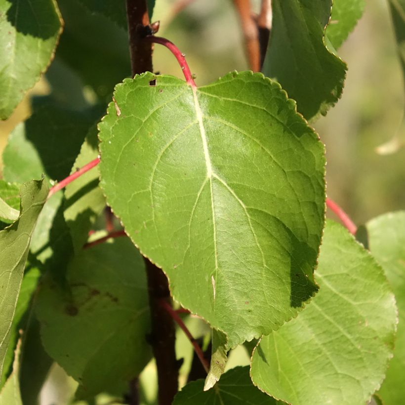 Prunus armeniaca Rouge du Roussillon - Apricot Tree (Foliage)