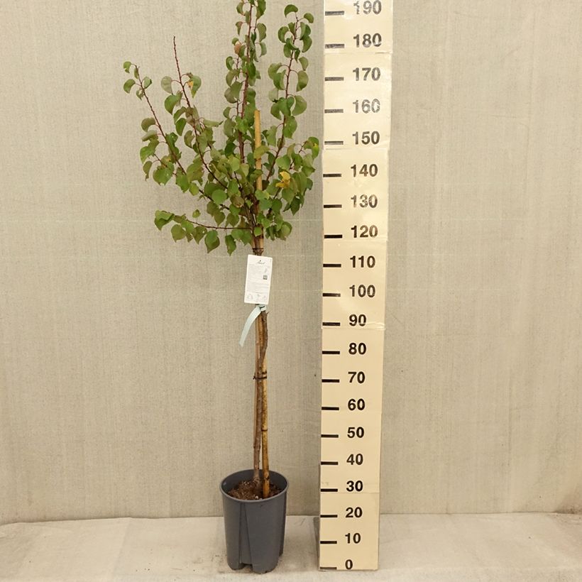 Prunus armeniaca Rouge du Roussillon - Apricot Tree 7.5L/10L pot, Half standard sample as delivered in autumn