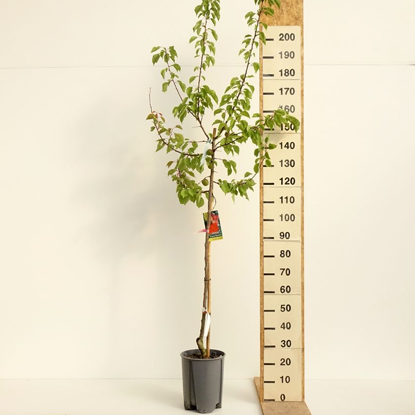 Prunus armeniaca Rouge du Roussillon - Apricot Tree 7.5L/10L pot, Half standardShipped height around 150/175cm sample as delivered in spring