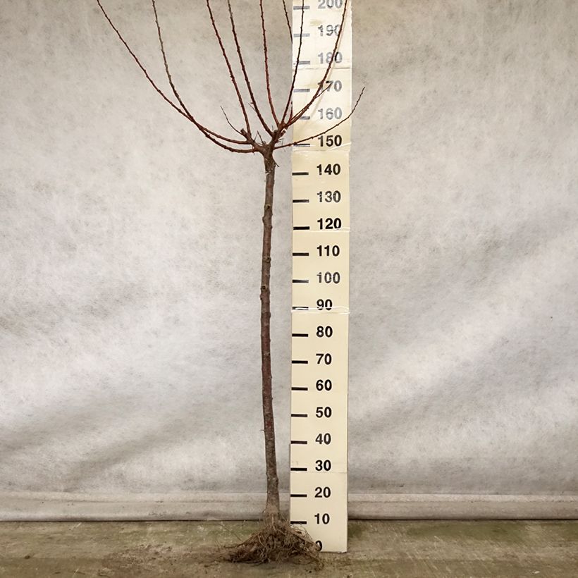 Prunus armeniaca Rouge du Roussillon - Georges Delbard Bare root, Half standard sample as delivered in autumn