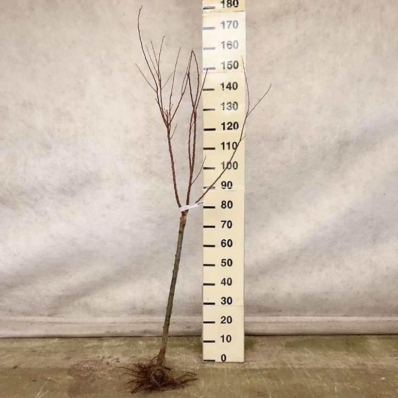 Prunus armeniaca Rouge du Roussillon - Georges Delbard Bare root, GobletShipped height around 140/160cm sample as delivered in autumn