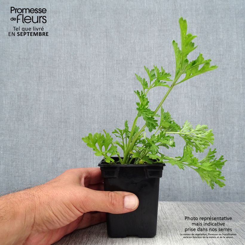 Organic Common Wormwood - Artemisia absinthium 7/8 cm pot sample as delivered in summer