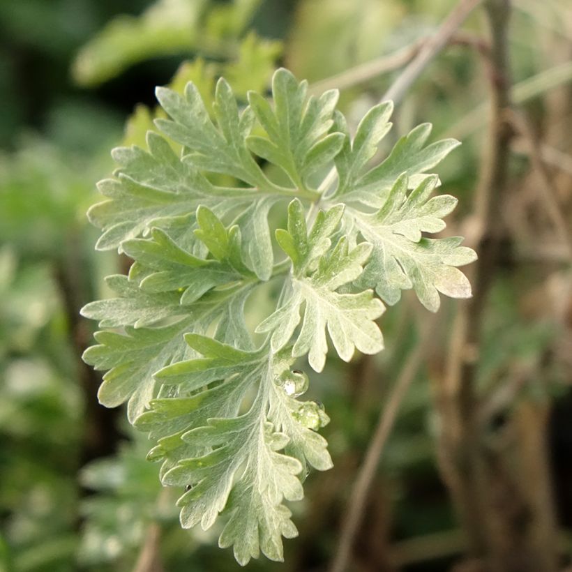Common Wormwood - Artemisia absinthium (Foliage)