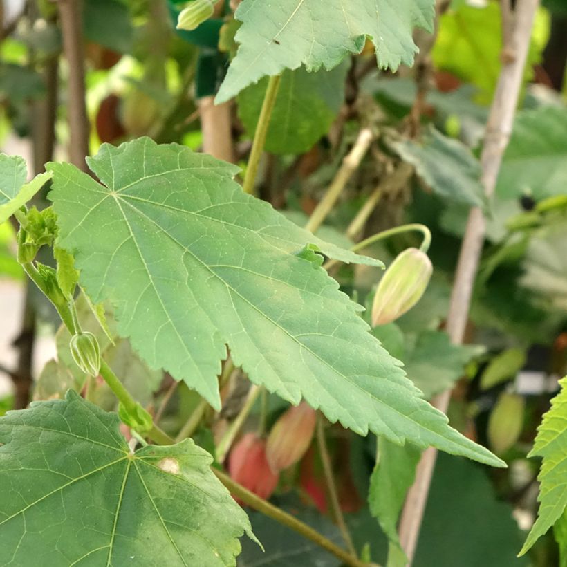 Abutilon x megapotamicum Pink Charm (Foliage)