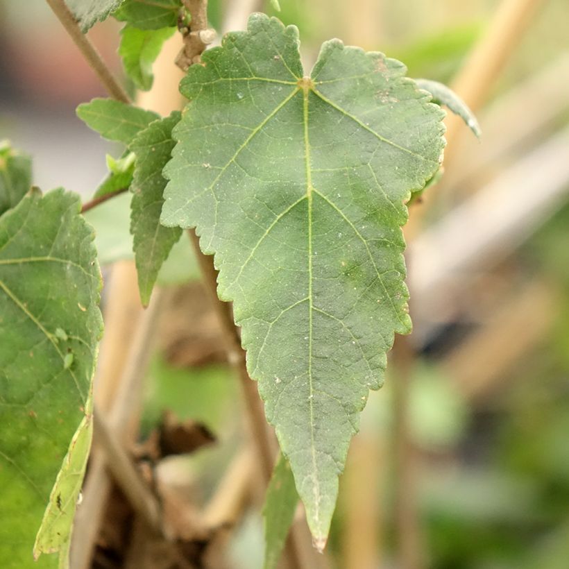 Abutilon x megapotamicum Pink Charm (Foliage)