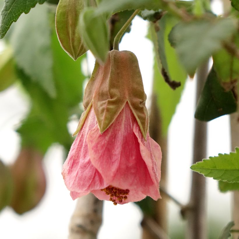 Abutilon x megapotamicum Pink Charm (Flowering)