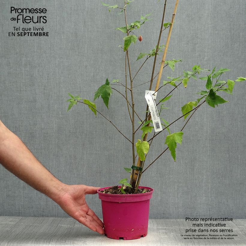 Abutilon x megapotamicum Pink Charm 3L/4L pot sample as delivered in autumn