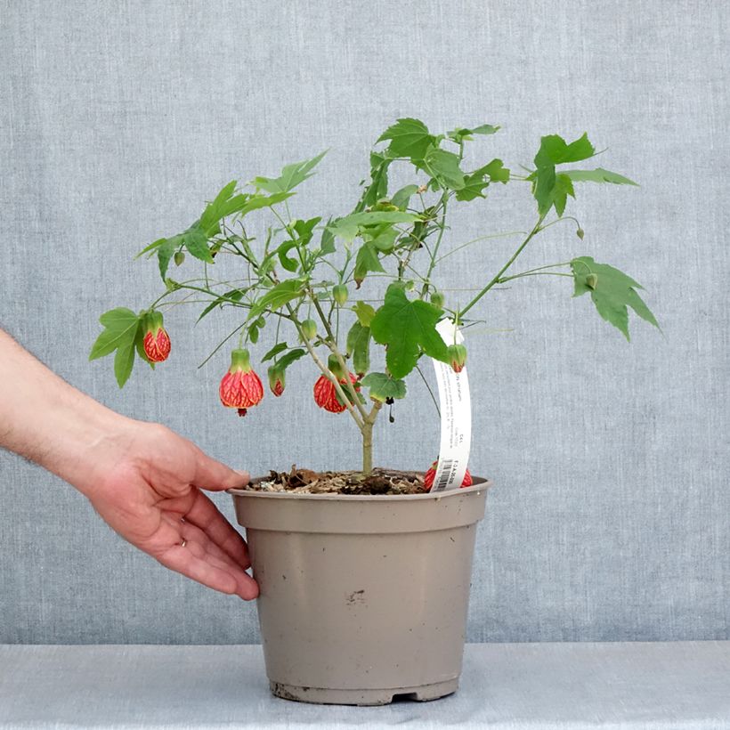 Abulilon  striatum (pictum) Redvein 4L/5L potShipped height around 70cm sample as delivered in spring