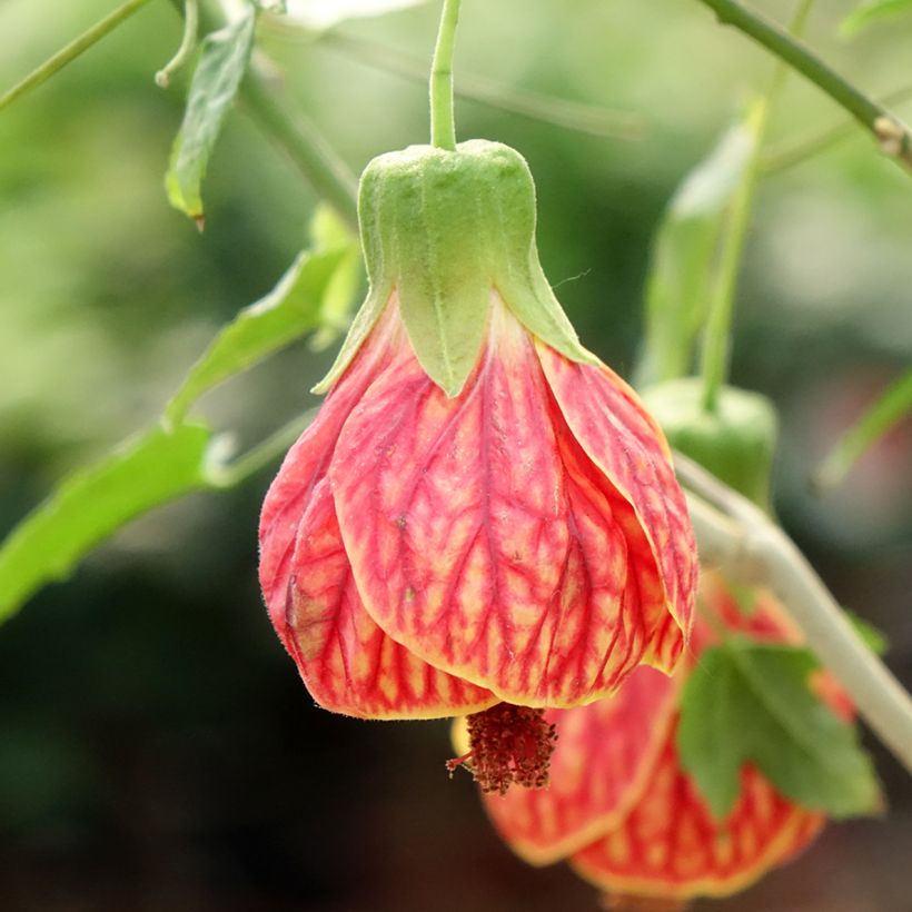 Abulilon striatum (pictum) Redvein (Flowering)