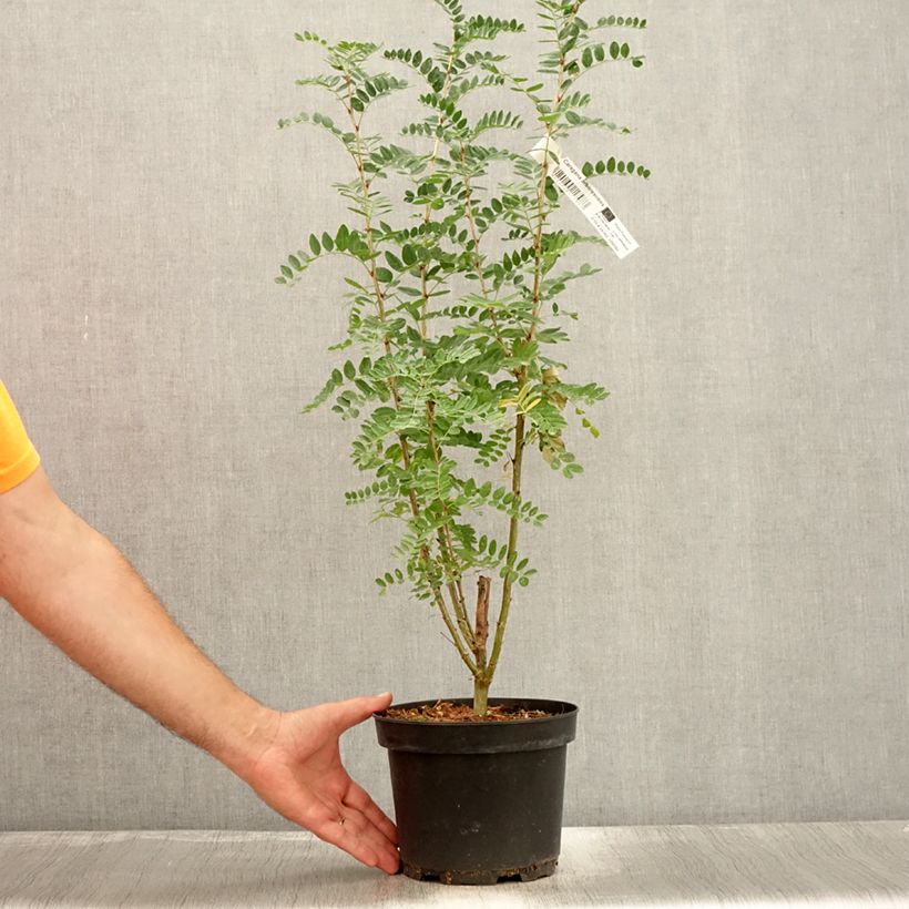 Caragana arborescens 2L/3L pot sample as delivered in summer