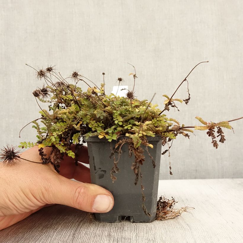 Acaena microphylla Dichte Matte 8/9 cm pot sample as delivered in autumn