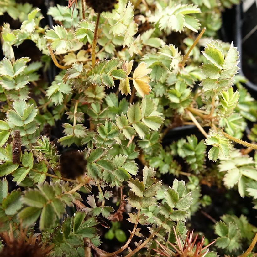 Acaena microphylla Dichte Matte (Foliage)