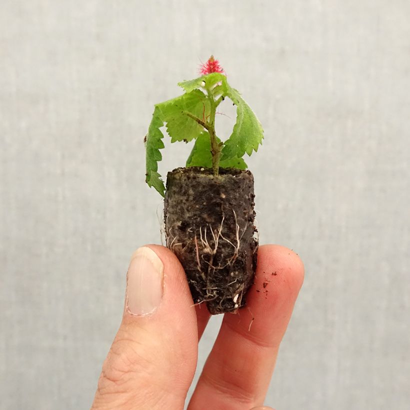 Acalypha pendula Foxie sample as delivered in spring