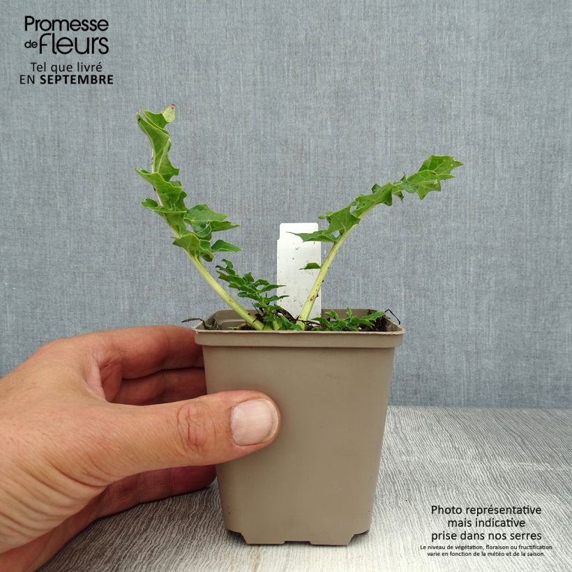 Acanthus Morning Candle - Bear's Breech 8/9 cm pot sample as delivered in summer