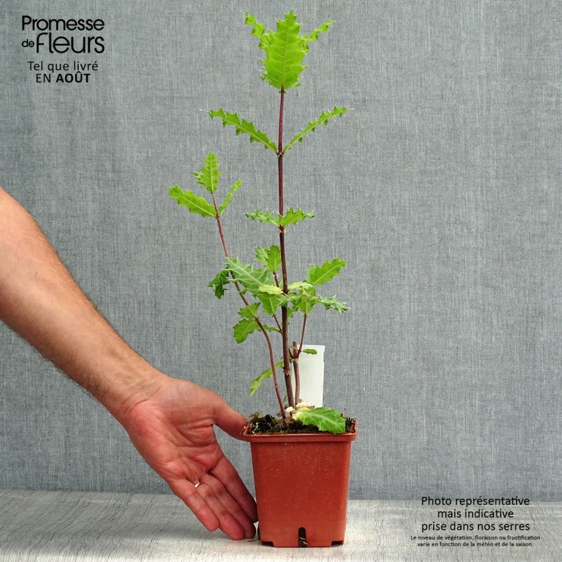 Acanthus sennii - Acanthe Pot de 1L/1.5L sample as delivered in summer