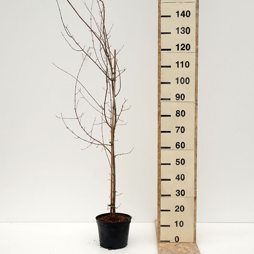 Acer buergerianum - Maple 4L/5L potShipped height around 180/200cm sample as delivered in winter