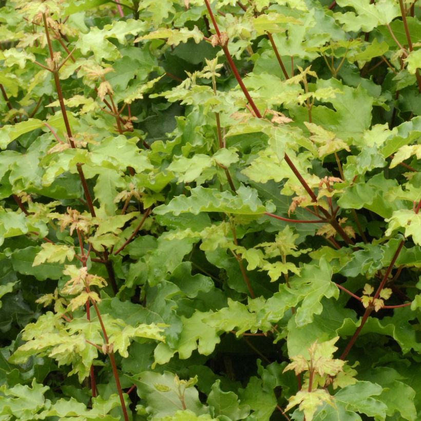 Acer campestre Nanum - Maple (Foliage)