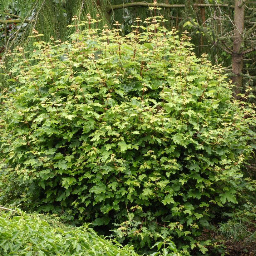 Acer campestre Nanum - Maple (Plant habit)