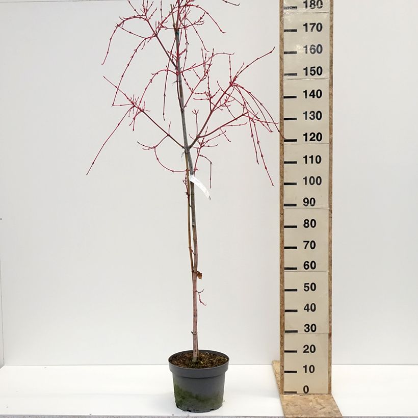 Acer conspicuum Red Flamingo - Maple 7.5L/10L potShipped height around 60/80cm sample as delivered in winter