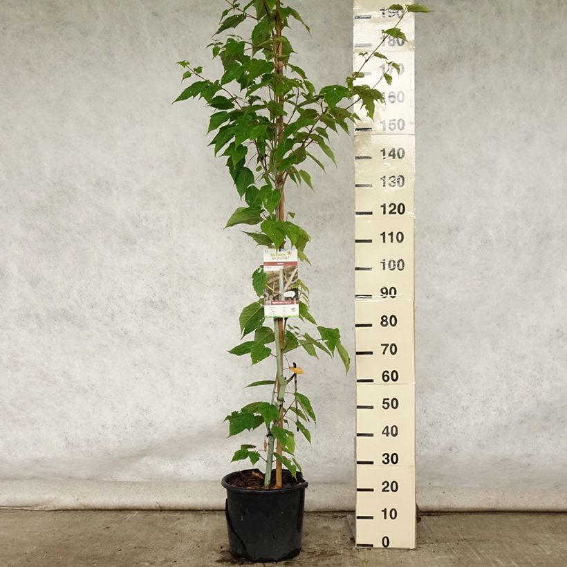 Acer davidii Viper - Maple 7.5L/10L pot sample as delivered in summer