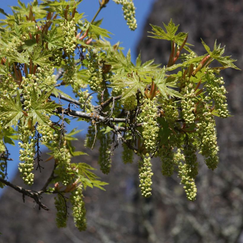 Acer macrophyllum - Big Leaf Maple (Flowering)
