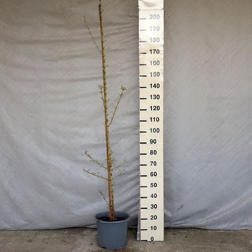 Acer negundo Flamingo - Maple 7.5L/10L potShipped height around 125/150cm sample as delivered in spring
