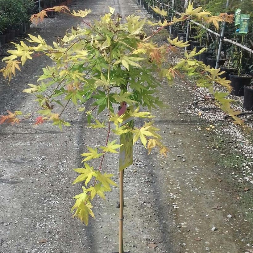 Acer palmatum Cascade Gold - Japanese Maple (Foliage)