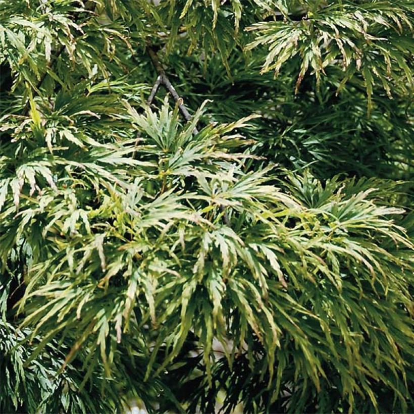 Acer palmatum Dissectum - Japanese Maple (Foliage)