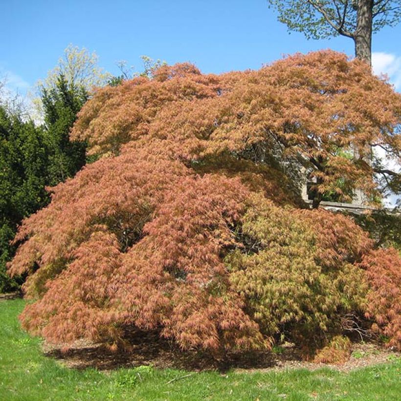 Acer palmatum Dissectum - Japanese Maple (Plant habit)